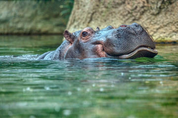 Fototapeta premium hippopotamus in water , big hippo head