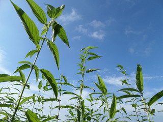 SAMSUNG CAMERA PICTURES