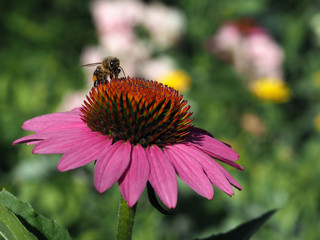Rosa Blume mit Honigbiene