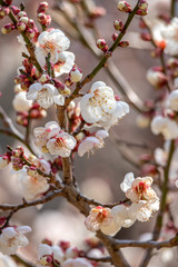 梅の花　初春イメージ