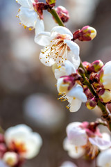 梅の花　初春イメージ