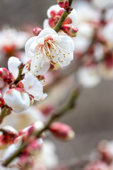 梅の花　初春イメージ