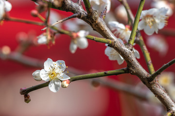 梅の花　初春イメージ