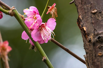 紅梅　初春イメージ