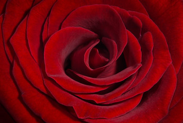 rose of love,  romantic valentine's background