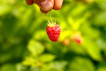 Hand holds ripe raspberry berry on the background of shrubs