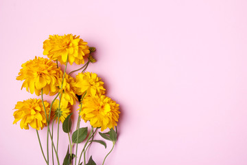 Yellow chrysanthemums on a pink background. Background for greetings, cards in soft pastel colors.