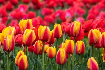 Obraz premium チューリップの花 春イメージ