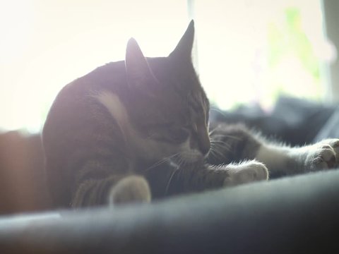 Katze putzt sich auf einem Sofa