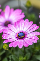 Fototapeta premium デイジーの花