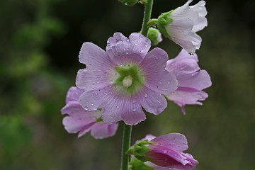 Mallow blossom
