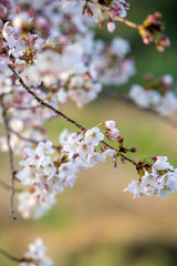 桜の花　春イメージ