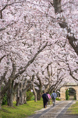 Obraz premium 桜の花 春イメージ