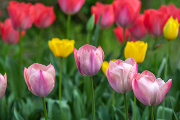 チューリップの花　春イメージ
