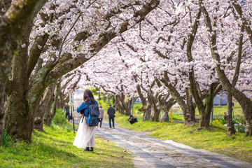 桜のアーチ　春イメージ