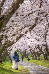 桜のアーチ　春イメージ