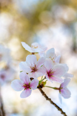 Fototapeta premium 桜の花 春イメージ