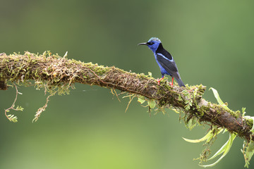 Red-legged honeycreeper on moss branch