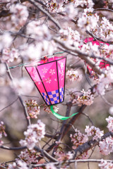 桜とランタン　春イメージ