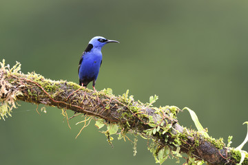 Red-legged honeycreeper on moss branch