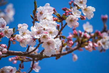 桜の花　春イメージ