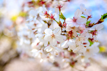 桜の花　春イメージ