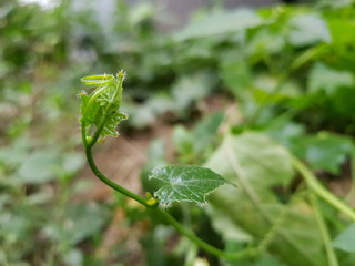 green leaves of a tree