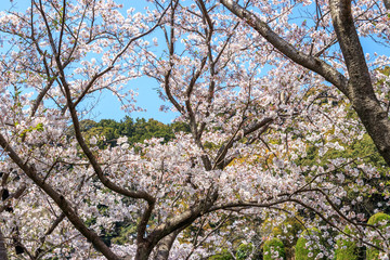 桜の花　春イメージ