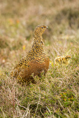 Red Grouse hen with her chick.  Looking alert on Grouse Moor.  Facing right.  Portrait, vertical, space for copy.