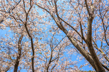 桜の花　春イメージ