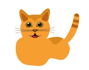 orange funny cat isolated on white background