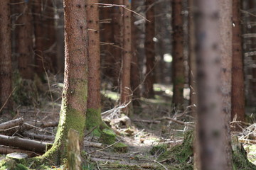Other trees are focused
