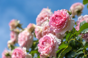 バラの花