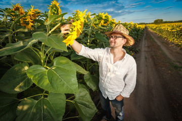 Farmer in a straw hat wearing glasses inspecting sunflower field.