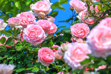 バラの花