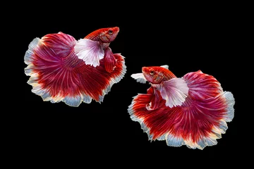 Fototapeten Der bewegende Moment schön von roten siamesischen Betta-Fischen oder Dumbo-Splendens-Kampffischen in Thailand auf schwarzem Hintergrund. Thailand nannte Pla-kad oder Großohrfisch. © Soonthorn