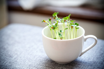 室内栽培のかいわれ大根