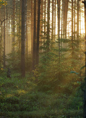 Dawn in the forest, the sun's rays penetrate through the pines and trees, painting the forest in a warm color