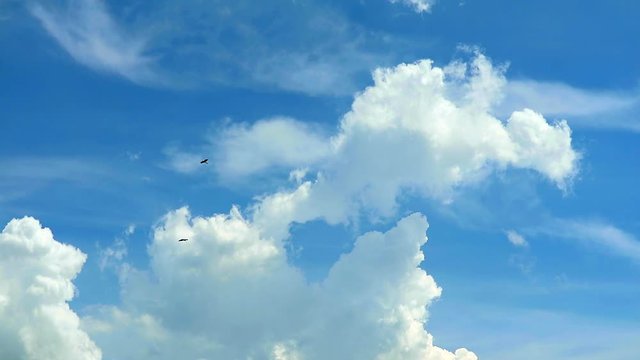 two birds flying on blue sky with white cloud background in summer