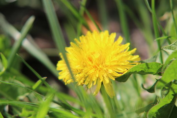 A flower in the grass