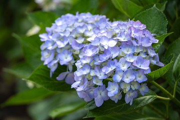 紫陽花の花