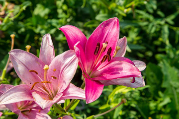 beautiful flowers of purple lily close up