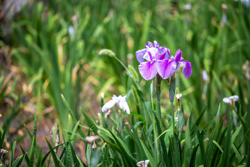 花菖蒲の花　初夏イメージ