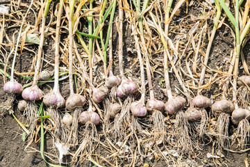 a bunch of garlic lies on the ground, drying a new crop of garlic