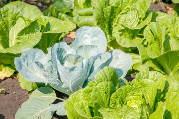 white cabbage and cabbage vegetables in the garden