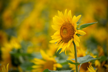 ヒマワリの花　夏イメージ