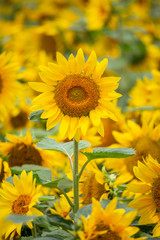 ヒマワリの花　夏イメージ