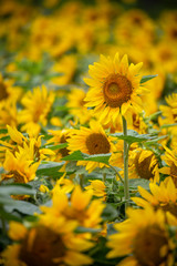 ヒマワリの花　夏イメージ