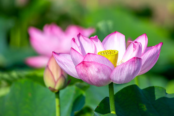 Obraz premium ハスの花