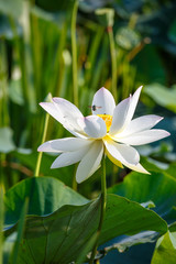 Obraz premium ハスの花